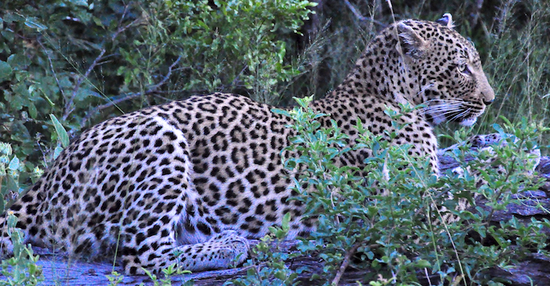 Melanie Heinrich - travel images - Lion Sands Private game reserver Hazyview